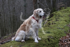 Retriever - Golden