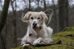 Retriever - Golden