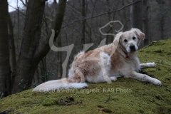 Retriever - Golden