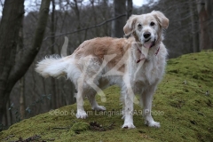 Retriever - Golden
