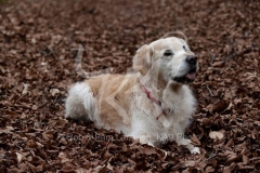 Retriever - Golden