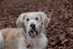 Retriever - Golden