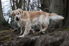 Retriever - Golden