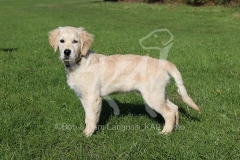 Retriever - Golden