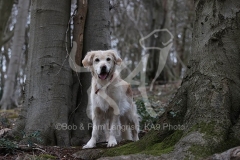 Retriever - Golden