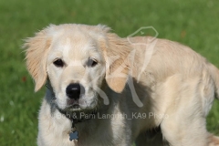 Retriever - Golden