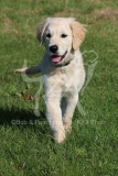 Retriever - Golden