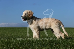 Retriever - Golden
