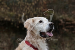 Retriever - Golden