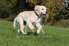 Retriever - Golden