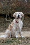 Retriever - Golden