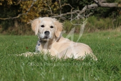 Retriever - Golden