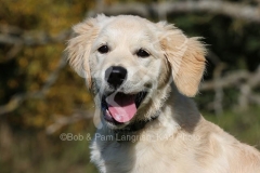 Retriever - Golden