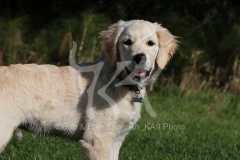 Retriever - Golden