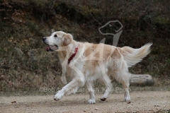 Retriever - Golden
