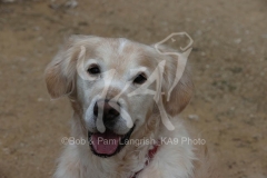 Retriever - Golden