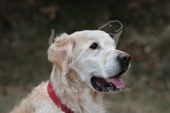 Retriever - Golden