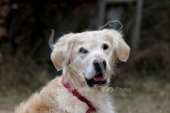 Retriever - Golden