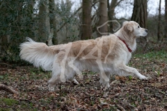 Retriever - Golden