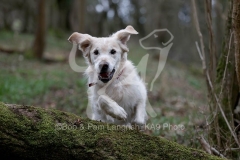 Retriever - Golden