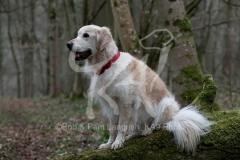 Retriever - Golden