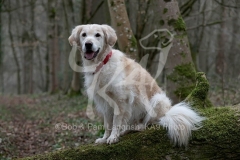 Retriever - Golden