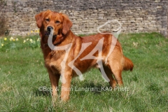 Dog