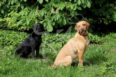 Retriever - Labrador