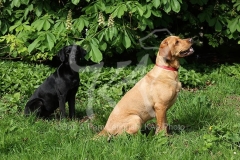 Retriever - Labrador