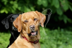 Retriever - Labrador