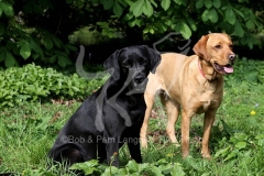 Retriever - Labrador