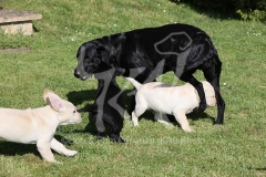 Retriever - Labrador