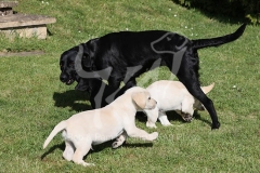 Retriever - Labrador