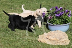 Retriever - Labrador