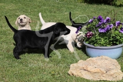 Retriever - Labrador