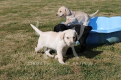 Retriever - Labrador