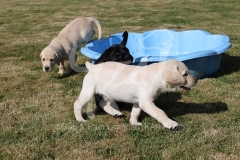 Retriever - Labrador