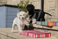 Retriever - Labrador