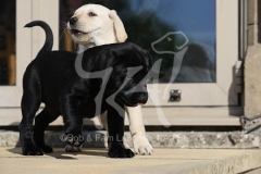 Retriever - Labrador