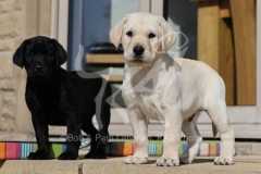 Retriever - Labrador