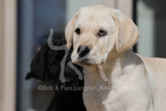 Retriever - Labrador