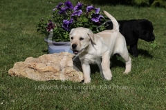 Retriever - Labrador