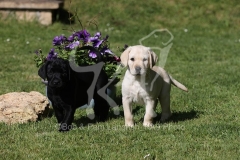 Retriever - Labrador
