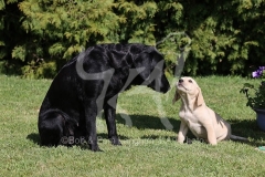Retriever - Labrador
