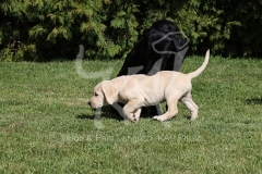 Retriever - Labrador