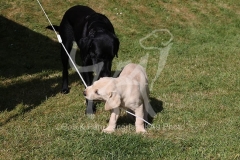 Retriever - Labrador