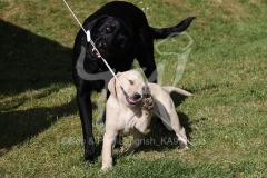 Retriever - Labrador