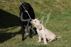 Retriever - Labrador