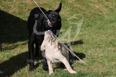 Retriever - Labrador