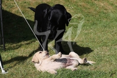 Retriever - Labrador